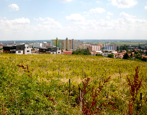 Pustnoucí svahy nad Račou